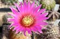 Echinocereus reichenbachii